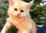 Ricardo - Maine Coon Kitten For Sale - Redding&comma; CA&comma; US