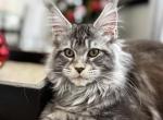 Pusik - Maine Coon Kitten For Sale - Grayslake&comma; IL&comma; US