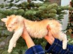 Ethal - Maine Coon Kitten For Sale - Redding&comma; CA&comma; US
