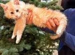 Fred - Maine Coon Kitten For Sale - Redding&comma; CA&comma; US