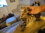 Female Bengal for sale - Bengal Kitten For Sale - York&comma; PA&comma; US