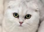 Mila - Scottish Fold Kitten For Sale - Commerce City&comma; CO&comma; US