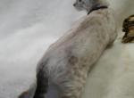 READY Female Silver Snow Lynx Bengal Kitten - Bengal Kitten For Sale - MI&comma; US