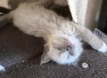 Winter - Ragdoll Kitten For Sale - Phoenix&comma; AZ&comma; US