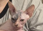 Female Calico - Sphynx Kitten For Sale - Fort Worth&comma; TX&comma; US