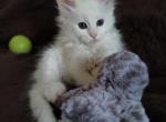 Pocus - Maine Coon Kitten For Sale - Trevor&comma; WI&comma; US