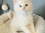 Carmine - Ragdoll Kitten For Sale - Saint Clair&comma; MI&comma; US