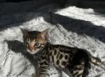 Furryfriend - Bengal Kitten For Sale - Coweta&comma; OK&comma; US