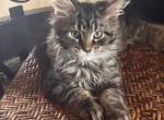 Sammy of Donnelly - Maine Coon Kitten For Sale - Port Clinton&comma; OH&comma; US