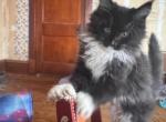 Denver of Donnelly - Maine Coon Kitten For Sale - Port Clinton&comma; OH&comma; US