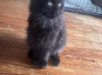 Diane of Donnelly - Maine Coon Kitten For Sale - Port Clinton&comma; OH&comma; US