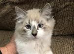 Duke Bicolor Lynx - Ragdoll Kitten For Sale - Burlington&comma; WI&comma; US