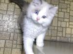Chase Lilac Bicolor Snowshoe - Ragdoll Kitten For Sale - Burlington&comma; WI&comma; US