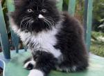 Baby Daddy - Persian Kitten For Sale - Orlando&comma; FL&comma; US