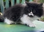 Baby Mustache - Persian Kitten For Sale - Orlando&comma; FL&comma; US