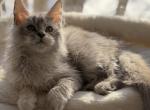 Angel - Maine Coon Kitten For Sale - Saugerties&comma; NY&comma; US