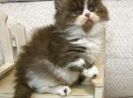 MiSO Persian MIX ON AHOLD FOR MANHOOR - Persian Kitten For Sale - Lake Station&comma; IN&comma; US