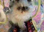 Seal torti point female Himalayan persian - Himalayan Kitten For Sale - Philadelphia&comma; PA&comma; US