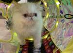 Flame point male Himalayan persian - Himalayan Kitten For Sale - Philadelphia&comma; PA&comma; US