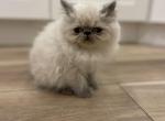 Blue point male Himalayan persian - Himalayan Kitten For Sale - Philadelphia&comma; PA&comma; US