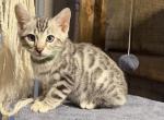 Holiday Kittens - Bengal Kitten For Sale - AR&comma; US