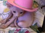 Baby angel - Sphynx Kitten For Sale - Massapequa&comma; NY&comma; US