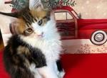 Denver May Consider Trade - Maine Coon Kitten For Sale - Pylesville&comma; MD&comma; US