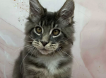 Franklin - Maine Coon Kitten For Sale - Brighton&comma; CO&comma; US
