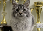Nafaniel - Polydactyl Cat For Sale - Brighton&comma; CO&comma; US
