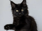 Bernie - Maine Coon Kitten For Sale - Brighton&comma; CO&comma; US