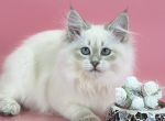 Trixie - Siberian Kitten For Sale - Brighton&comma; CO&comma; US