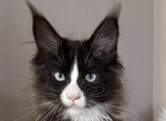 Princess - Maine Coon Kitten For Sale - Brighton&comma; CO&comma; US