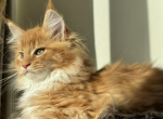 Sunkist - Maine Coon Kitten For Sale - Brighton&comma; CO&comma; US