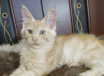Harmony - Maine Coon Kitten For Sale - Brighton&comma; CO&comma; US