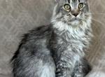 Bella - Maine Coon Cat For Sale - Ocala&comma; FL&comma; US