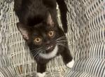 Brown kitten - American Shorthair Kitten For Sale - Agawam&comma; MA&comma; US