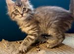 Violet - Maine Coon Kitten For Sale - Dayton&comma; OH&comma; US
