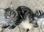 Djokers - Maine Coon Cat For Sale - Ocala&comma; FL&comma; US
