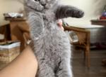 Mufasa - British Shorthair Kitten For Sale - Phila&comma; PA&comma; US