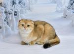Tom 1 - Scottish Fold Kitten For Sale - Chicago&comma; IL&comma; US
