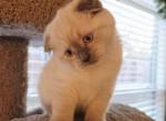Rome Scottish Fold Russian Blue Male - Scottish Fold Kitten For Sale - Roanoke&comma; TX&comma; US