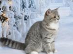 Ulika1 - British Shorthair Kitten For Sale - Chicago&comma; IL&comma; US