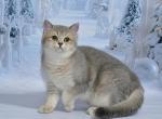 Ukki1 - British Shorthair Kitten For Sale - Chicago&comma; IL&comma; US