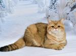 Teo1 - British Shorthair Kitten For Sale - Chicago&comma; IL&comma; US
