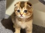 Artemis - Scottish Fold Kitten For Sale - Bergenfield&comma; NJ&comma; US