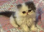 Boo - Persian Kitten For Sale - VA&comma; US