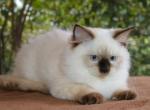 Ragdoll Kitten Mary Seal Female Colorpoint - Ragdoll Kitten For Sale - 