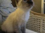 Snowflake - Siamese Kitten For Sale - Salem&comma; OR&comma; US