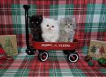 PERSIAN & EXOTIC SHORTHAIR - Persian Kitten For Sale - Kansas City&comma; MO&comma; US
