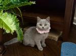 Lina blue British Shorthair girl - British Shorthair Kitten For Sale - 